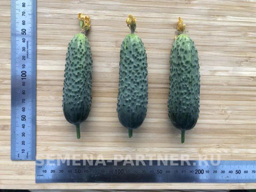 Огурец партенокарпический Гоша - Партнер фото 6