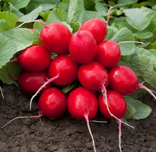 Редис АЛЁШКА F1 Созревает за 16 дней! - Уральский дачник фото 2