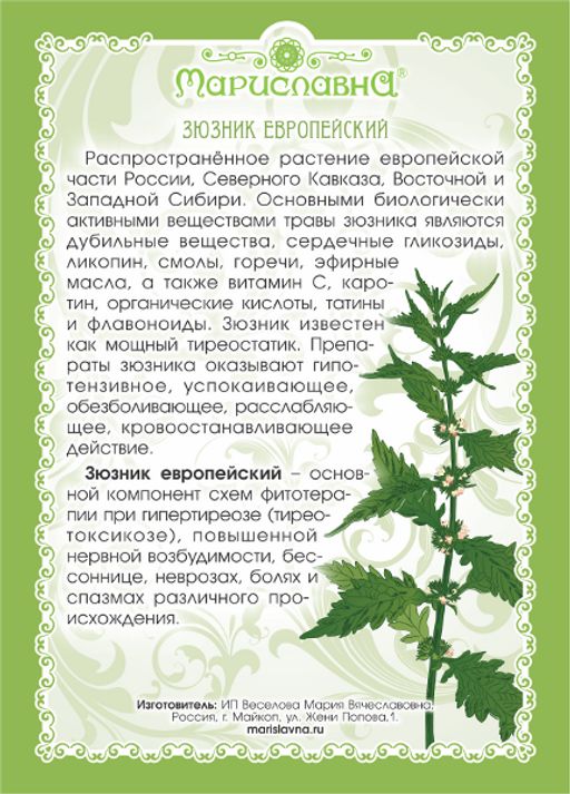 2 шт. Зюзник европейский (трава) - Мариславна фото 2