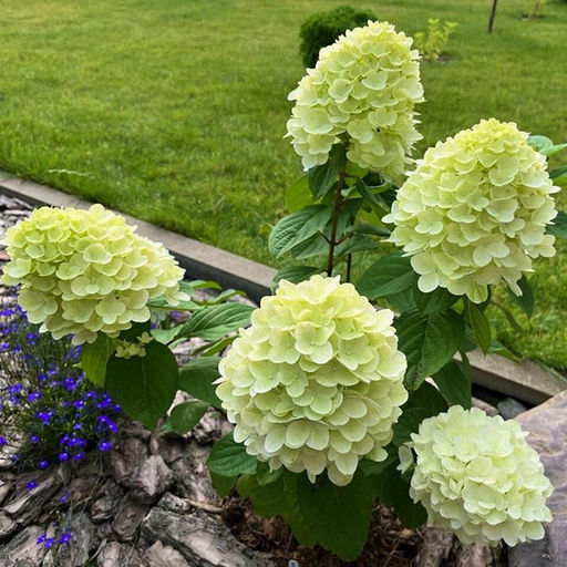 Гортензия Пандора 20-40 см, горшок Р9