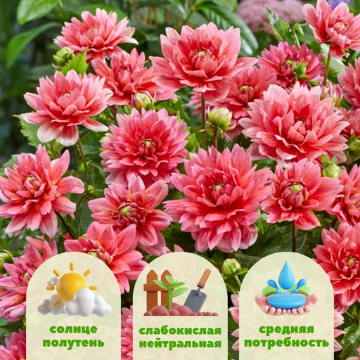 Георгина Берлинер Клин бордюрная - Долина роз фото 2