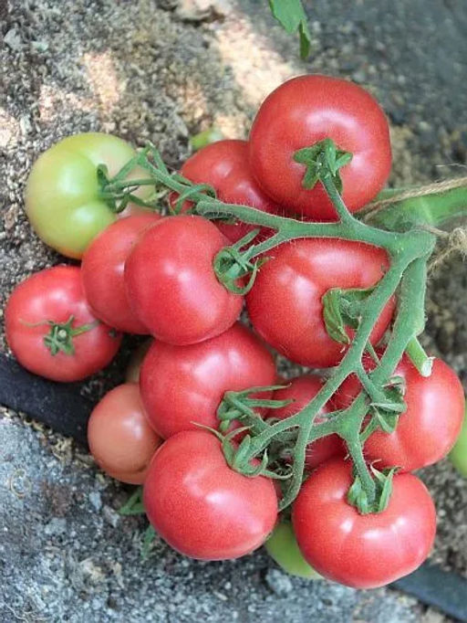 Томат Розовая Катя F1 10шт. (Семко)