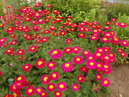 Ромашка (танацетум) Робинзон Ред - Долина роз фото 3