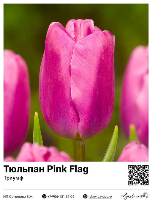 Тюльпан Pink Flag (Триумф)