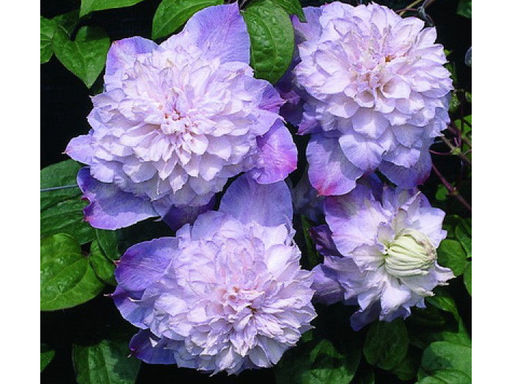 Клематис Вероника Чойс - Долина роз фото 3