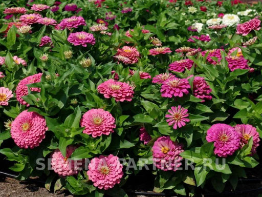 Цинния георгиновидная Сочные тропики Примавера - Партнер фото 7