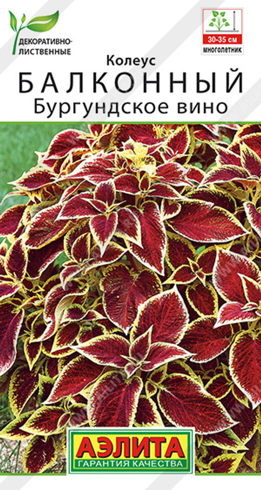 Колеус балконный Бургундское вино (2026)