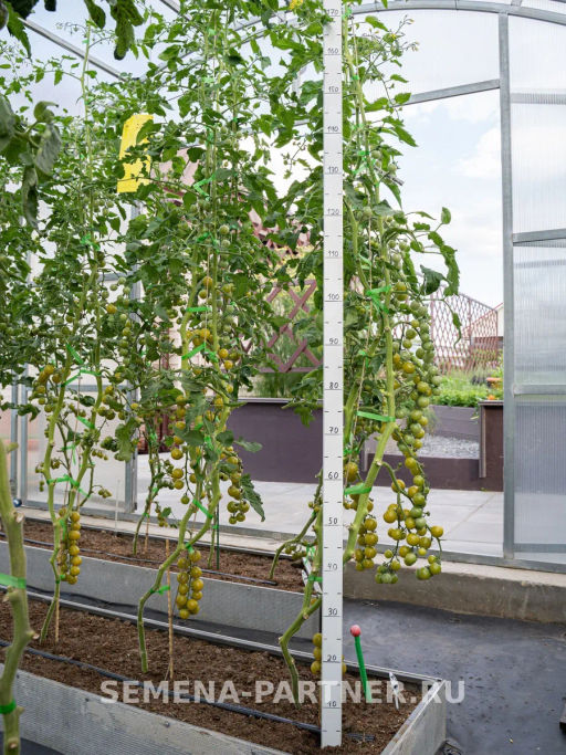 Томат Фростед - Партнер фото 5