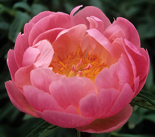 Пион Abalone Pearl - Голландские луковицы фото 2