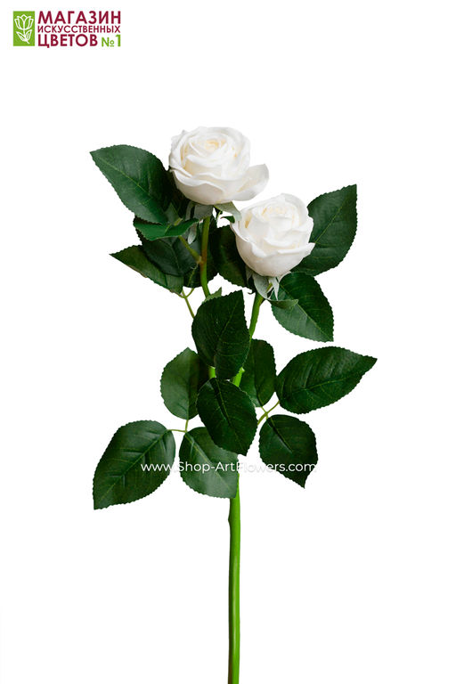 075 Роза двойная пионовидная - Без тм фото 26