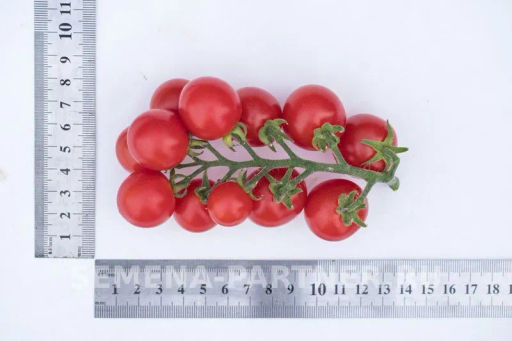 Томат Каменный Цветок F1 - Партнер фото 5