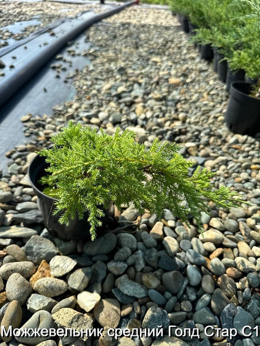 Можжевельник средний Голд Стар С1 - Park rose фото 2