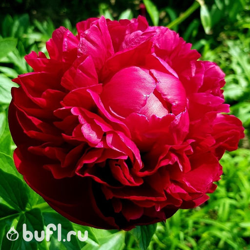 Пион Henry Bockstoce - Bufl фото 3