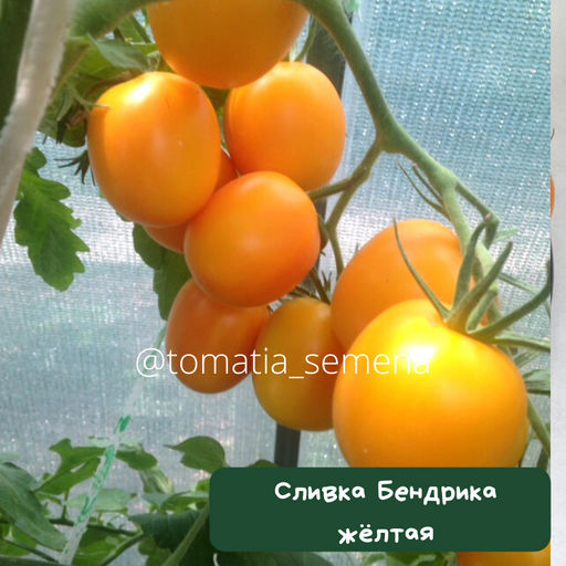 Сливка Бендрика жёлтая - Tomatia фото 2