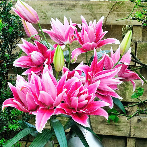 Лилия Roselily Tabitha (Розовидный гибрид) - Голландские луковицы фото 3