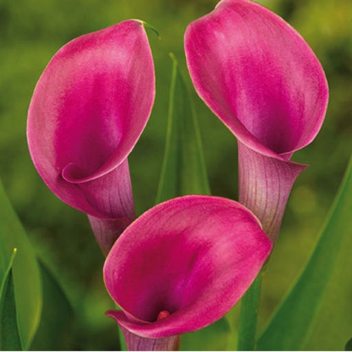 КАЛЛА Гарнет Глоу Разбор 12/14 Кол-во упак., шт 2