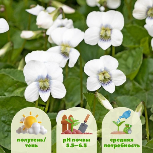 Фиалка мотыльковая белая