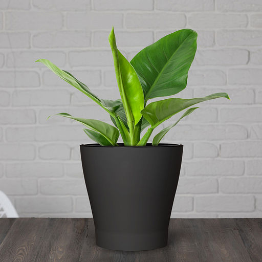 Горшок для цветов пластмассовый "Лея" 3,6л, д19см, h18,5см, со вставкой, с автополивом, графитовый (Россия)