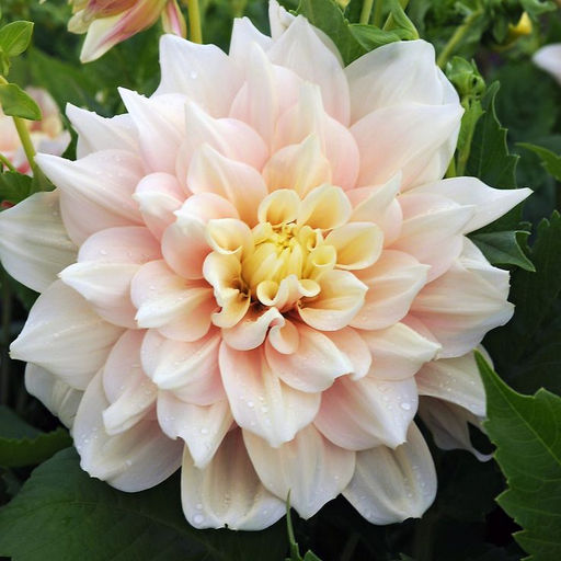 ГЕОРГИНА Брейк Аут Разбор I Кол-во упак., шт 1