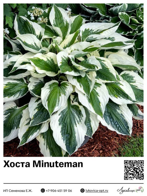 Хоста Minuteman