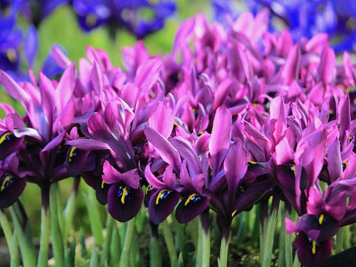 Ирис Reticulata Purple Gem (Пурпл Гем) 5 шт