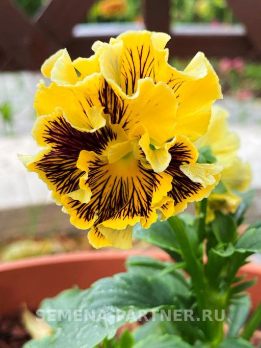 Виола бахромчатая Танго-Манго Кан-Кан - Партнер фото 4