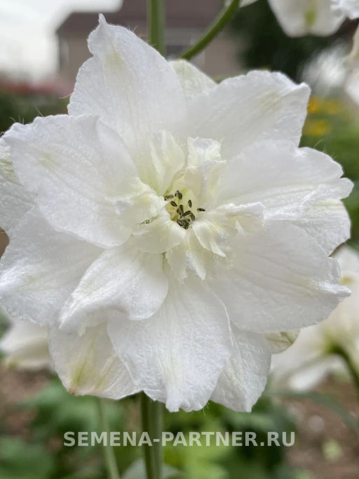 Дельфиниум Инносенс - Партнер фото 4