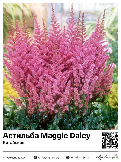 Астильба Maggie Daley (Китайская)