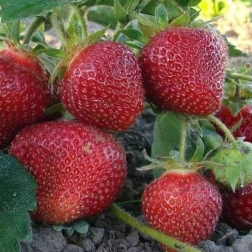 Клубника Гигантелла