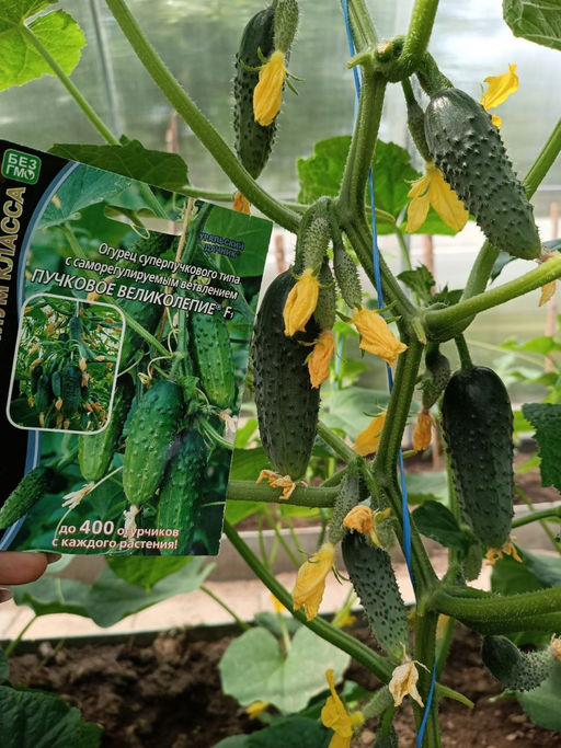 Огурец ПУЧКОВОЕ ВЕЛИКОЛЕПИЕ F1  Уникальный!