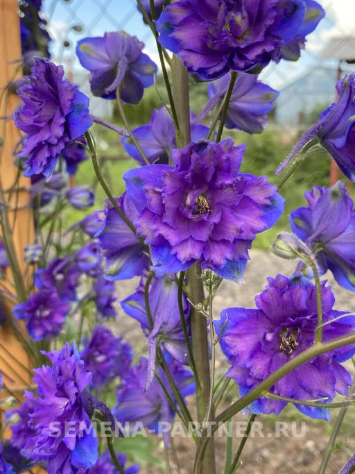 Дельфиниум Пэйген Перплс - Партнер фото 7