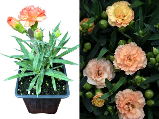 Гвоздика карликовая абрикосовая - Долина роз фото 3