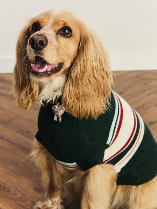 Ошейник для животных / Zarina