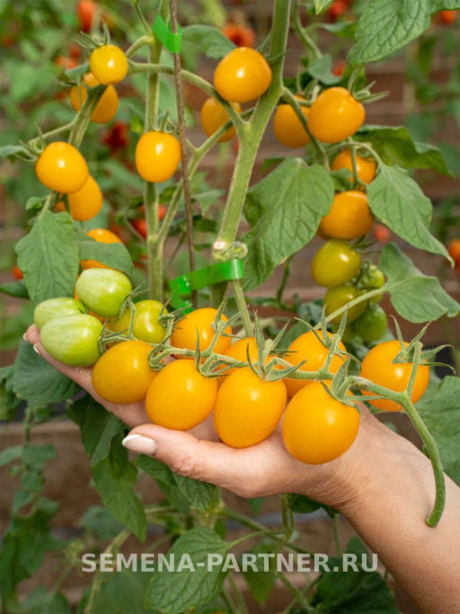 Томат Черри Софа - Партнер фото 3