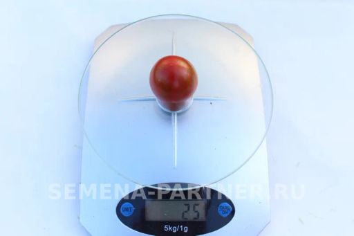 Томат Тигровый Коктейль - Партнер фото 3