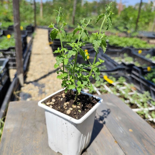 Мята Земляника мелколистная - Долина роз фото 4