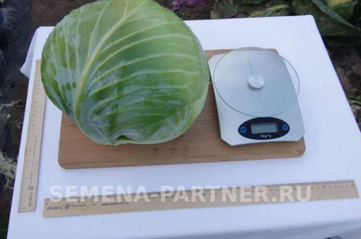 Капуста белокочанная позднеспелая Доминанта - Партнер фото 7