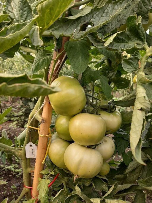 Томат ГЕРМАН F1 - Уральский дачник фото 3