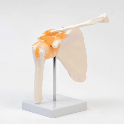 Макет «Плечевой сустав» 23×15×15 см