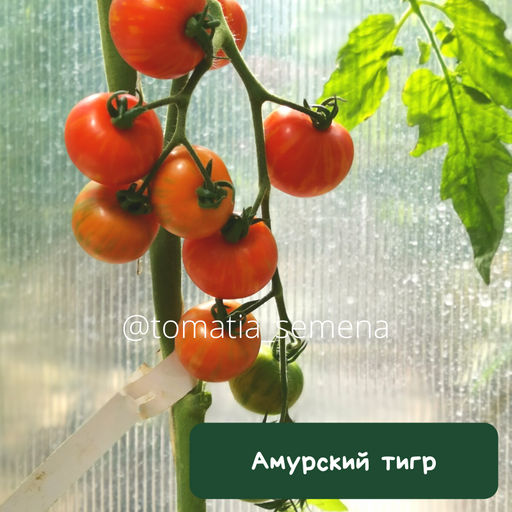 Амурский тигр - Tomatia фото 3