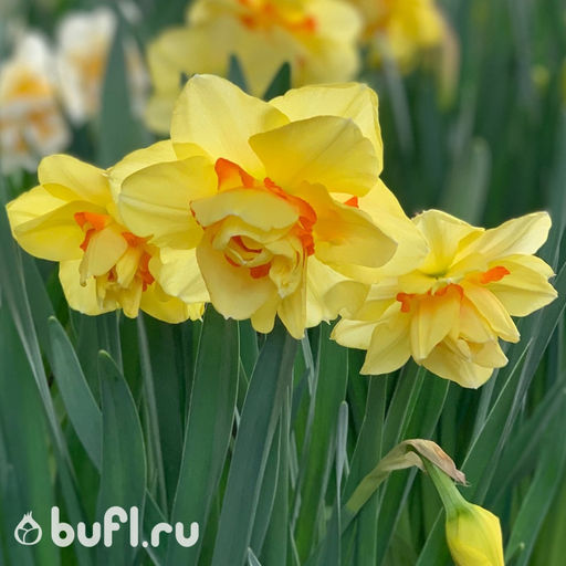 Нарцисс Tahiti (3 луковицы) - Bufl фото 3