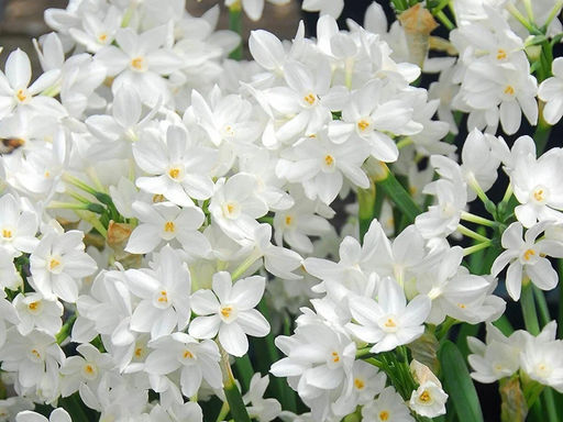 Нарцисс Ziva (Зива) - Долина роз фото 4