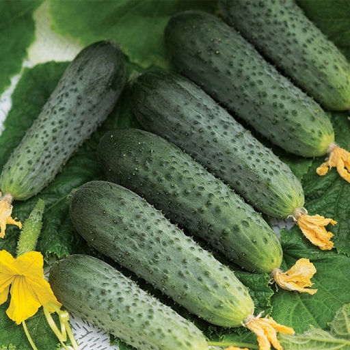 5153D Огурец Экипаж F1 5шт