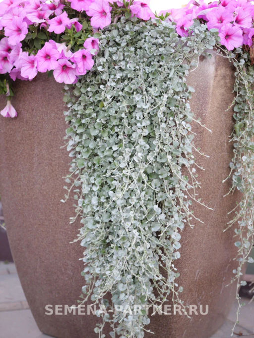 Дихондра серебристая Кудри в серебре - Партнер фото 4