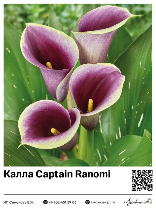 Калла Captain Ranomi