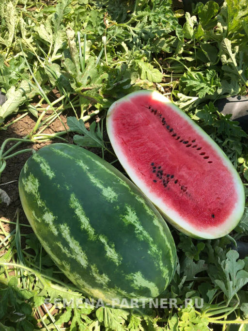 Арбуз Байсан - Партнер фото 3