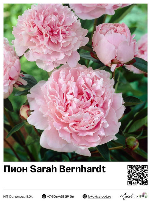 Пион Sarah Bernhardt