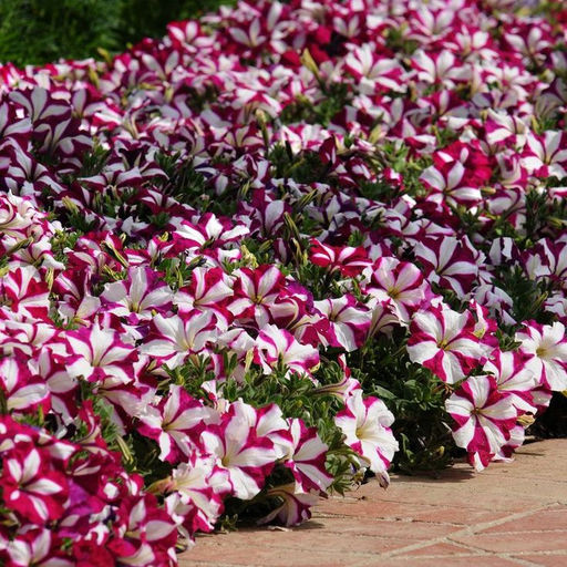 5179D Петуния ампельная Изи Вэйв Бургунди Стар 5шт