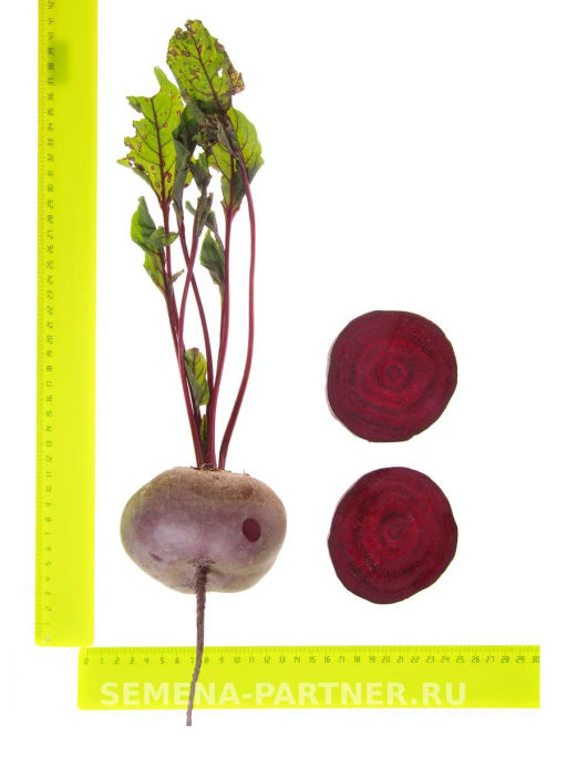Свекла Египетская Плоская - Партнер фото 5