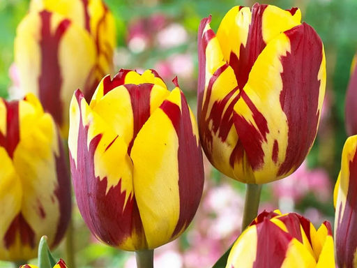 Тюльпан Twister (Твистер)